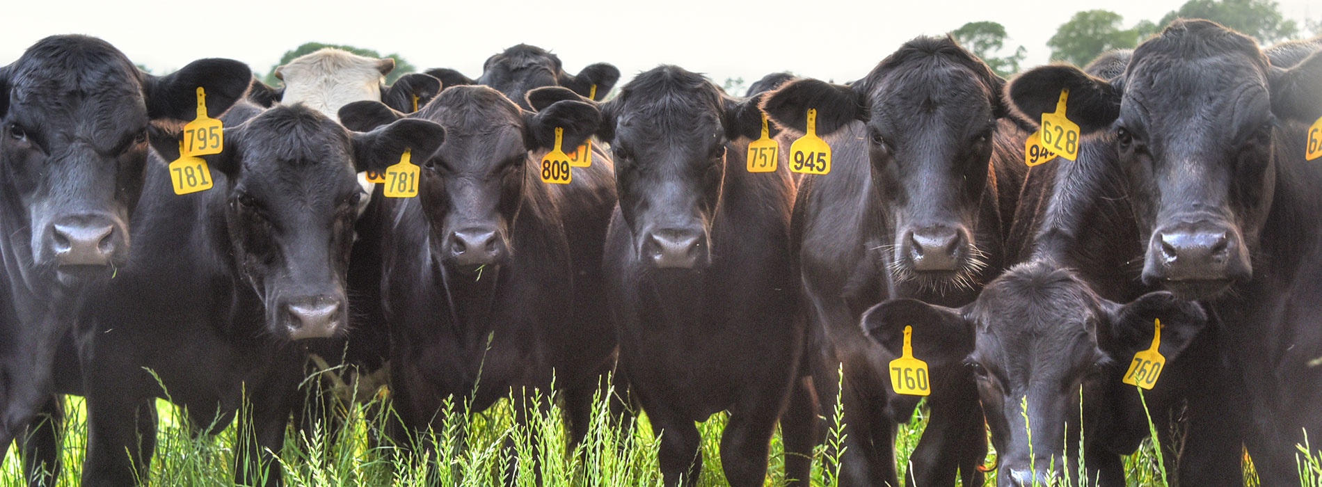 A row of black cows staring at the camera