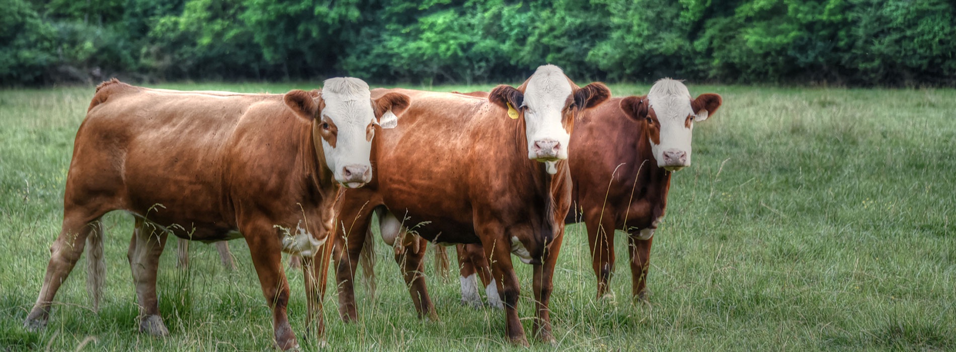 Three brown cows standing in a grassy field