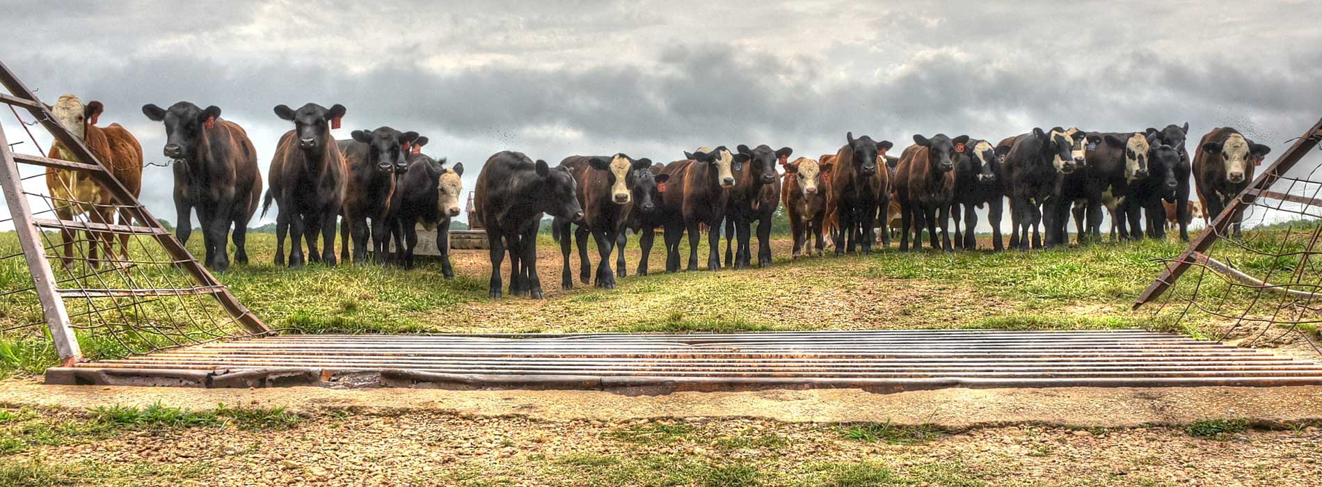 A row of cows standing in front of a cattle guard